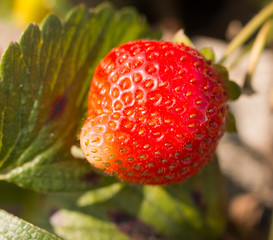 ripe strawberry
