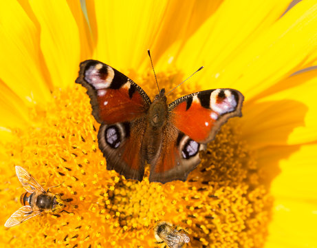 butterfly on a flower of a sunflower