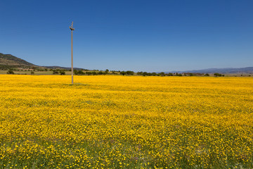 Fototapeta na wymiar sunny meadow with yellow flowers and electricity pole