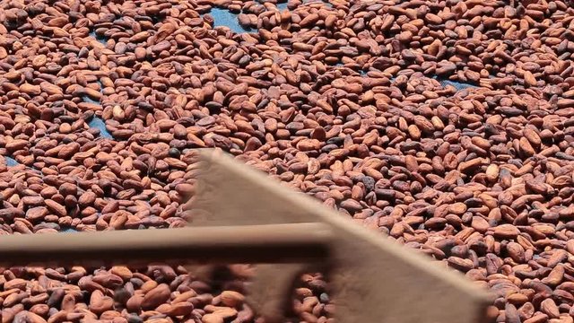 Dried cocoa beans under the sun and Cocoa beans selection.