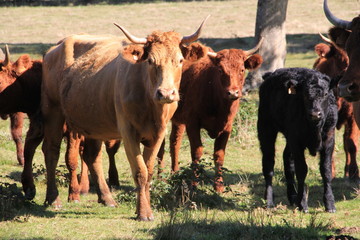 troupeau de vache Salers