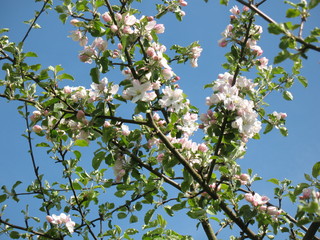 Kwitnąca gałąź jabłoni © Dominika