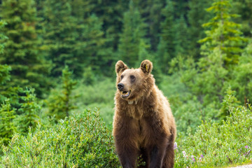 Fototapeta premium Grizzlybär am Icefields Parksway, Banff Nationalpark, Alberta, Kanada