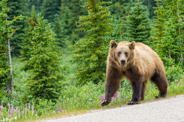 Grizzlybär am Icefields Parksway, Banff Nationalpark, Alberta, Kanada