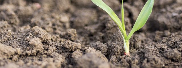 Young Wheat Sprouts Growing in the Field Close Up