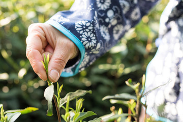 hand holds tea leaf in tea plantation