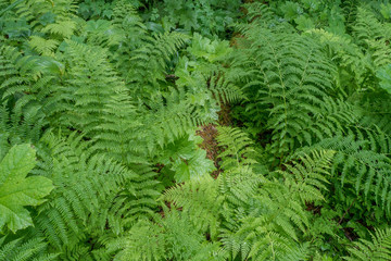 Unterwegs im Ancient Cedar Forest nahe McBride, British Columbia, Kanada