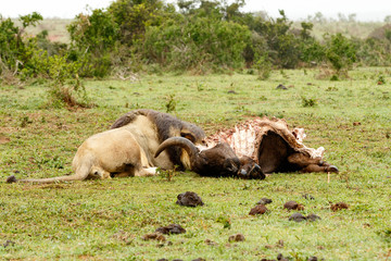 Lion lying next to the buffalo