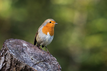 European Robin, Robin, Erithacus rubecula