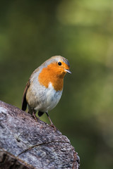 European Robin, Robin, Erithacus rubecula