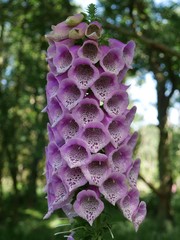 foxglove © Christina