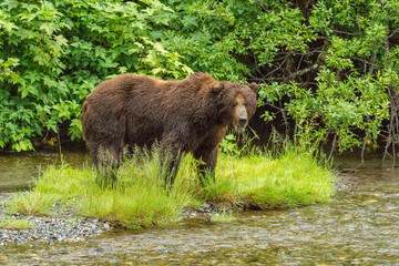 Mächtiger männlicher Grizzlybär am Fish Creek Wildlife Observation Site, Hyder, Alaska