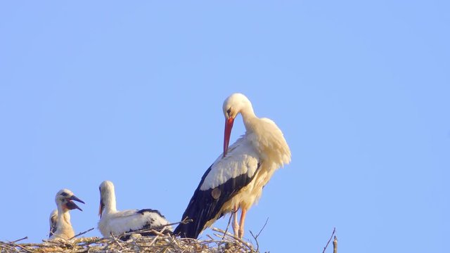 Storch im Nest am putzen mit Jung V&ouml;gel
