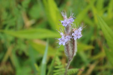 Fliederfarbene Blume