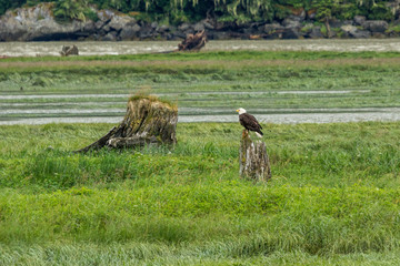 Weisskopfseeadler in der Bucht von Hyder