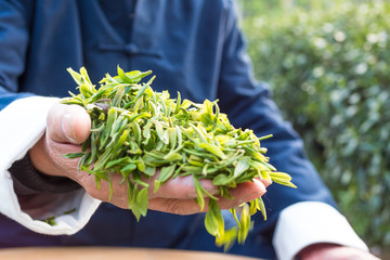 old asian man makes green tea in tea plantation