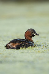 Little Grebe, Grebe, Tachybaptus ruficollis