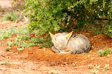 Black-backed Jackal  sleeping on the ground