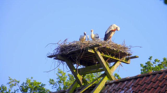 Storchen Nest mit jungen auf einem Dach