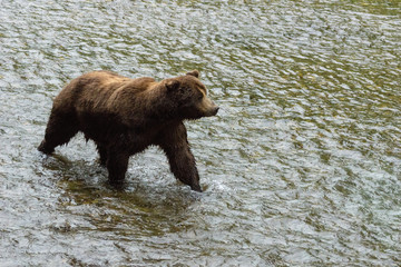 Obraz na płótnie Canvas Mächtiger männlicher Grizzlybär im Bach, Fish Creek Wildlife Observation Site, Hyder, Alaska