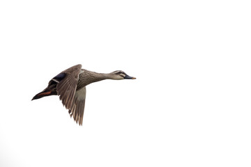 Fototapeta premium Bird in flight - Chinese Spot-billed Duck