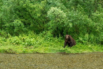 Mächtiger männlicher Grizzlybär am Bach sitzend, Fish Creek Wildlife Observation Site, Hyder, Alaska