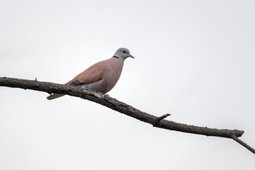 Red Turtle Dove (Streptopelia tranquebarica) perching on wood