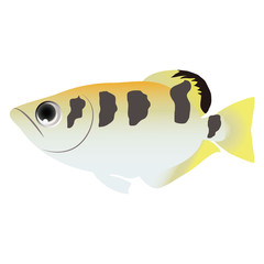 テッポウウオ