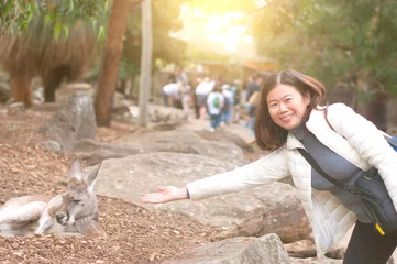 Fototapete Känguru Kangaroo in Zoo