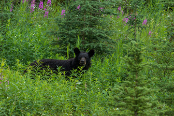 Schwarzbär in hohem Gras am Cassiar Highway, British Columbia, Kanada