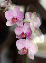 Pink orchid in my house