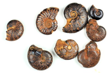 Ammonite fossils on a white background. 400 million years. Cretaceous-Devonian period.