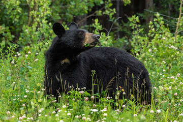 Schwarzbär am Alaska Highway, Yukon, Kanada
