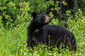 Schwarzbär am Alaska Highway, Yukon, Kanada