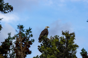 Weisskopfseeadler bei Teslin, Alaska Highway, Yukon, Kanada