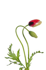 buds of  poppy on white background