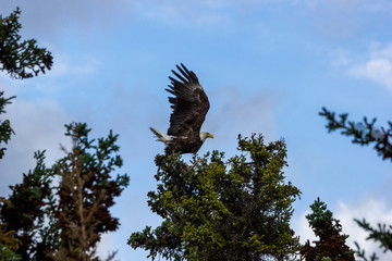 Weisskopfseeadler bei Teslin, Alaska Highway, Yukon, Kanada