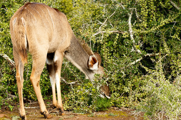 Kudu hiding his head in the bushes