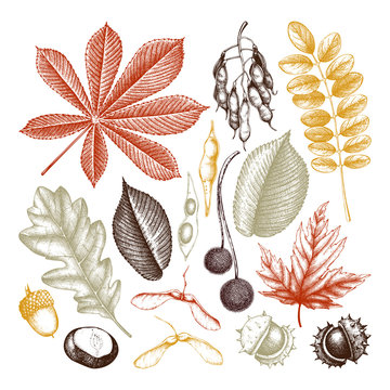 Vintage set of hand drawn leaves and seeds illustration. Vector autumn collection. Wedding invitation. Outlines.