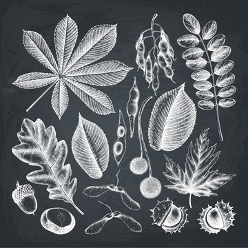 Vintage set of hand drawn leaves and seeds illustration. Vector autumn collection on chalkboard. Outlines.