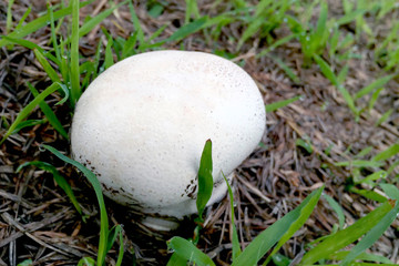 White button mushroom in the wild.