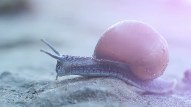 Snail Nature