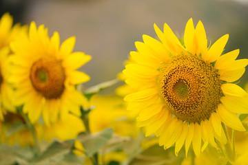 Sunflowers garden under the big tree in Khao Yai of Thailand