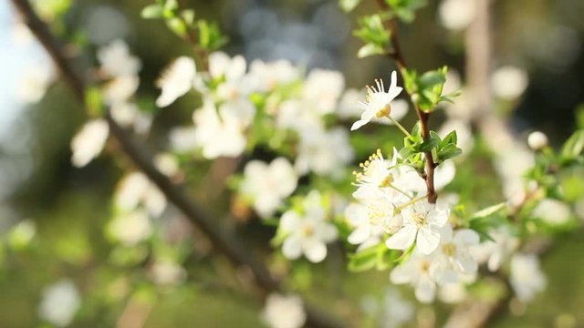 Spring Flowering Cherry