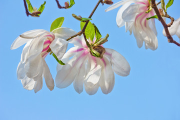 Fototapeta na wymiar White magnolia flowers close up against the blue sky