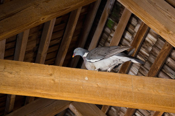 One turtledove on a wooden beam under the roof