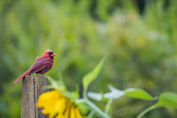 Male Cardinal (Cardinalis cardinalis) molts feathers in late summer perched over a sunflower garden