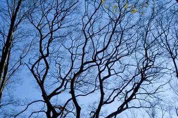 冬の樹木の枝ぶり