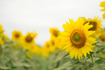 Sunflowers garden under the big tree in Khao Yai of Thailand