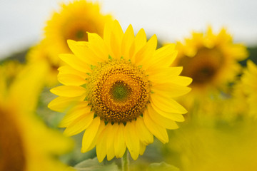 Sunflowers garden under the big tree in Khao Yai of Thailand